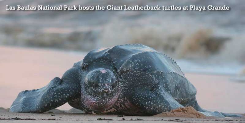 Baulas-National-Park-Giant-Leatherback-turtles-Playa-Grande