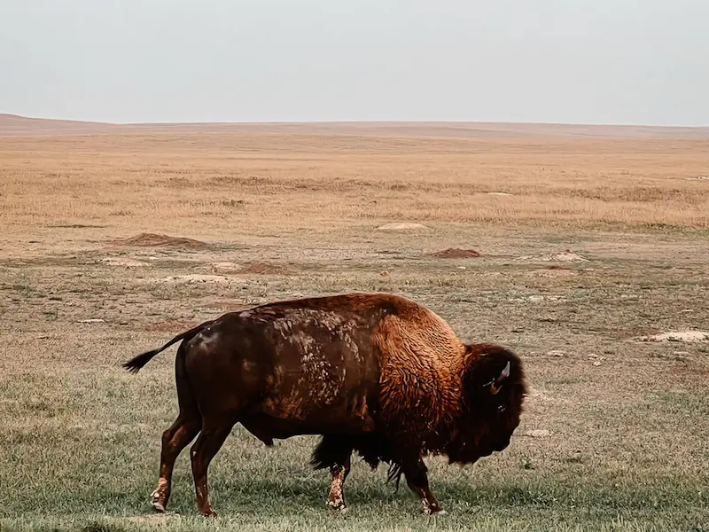 Buffalo_South_Dakota_Road_Trip.