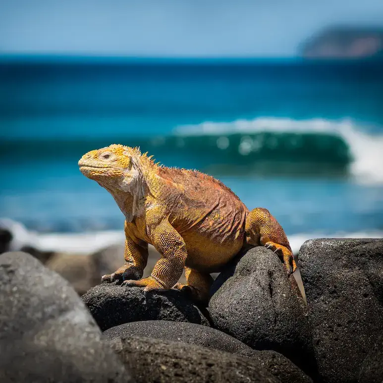 Galapagos is one of the Worlds Most Amazing National Parks