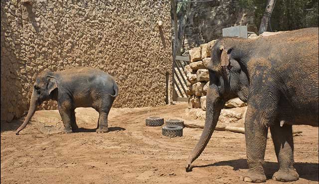 Jerusalem_Biblical_Zoo