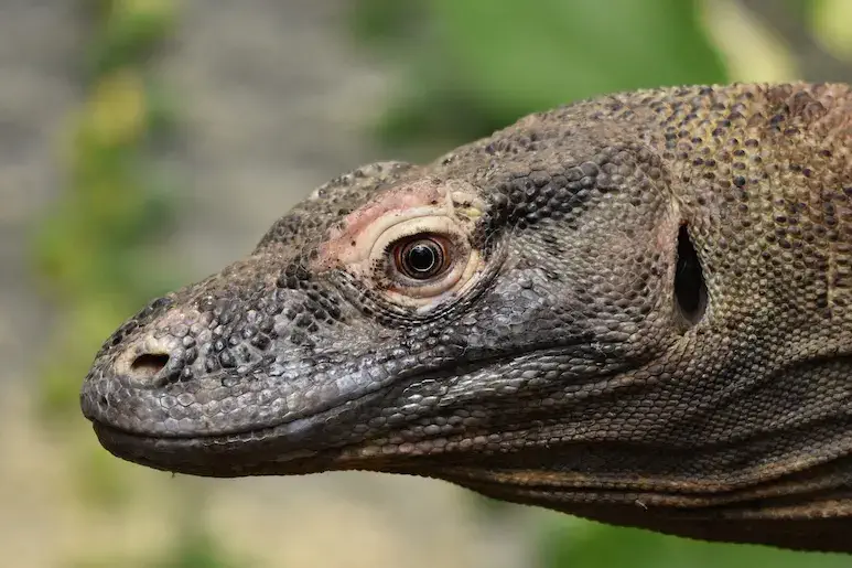 Komodo is one of the Worlds Most Amazing National Parks