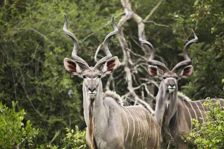 Kruger is one of the Worlds Most Amazing National Parks