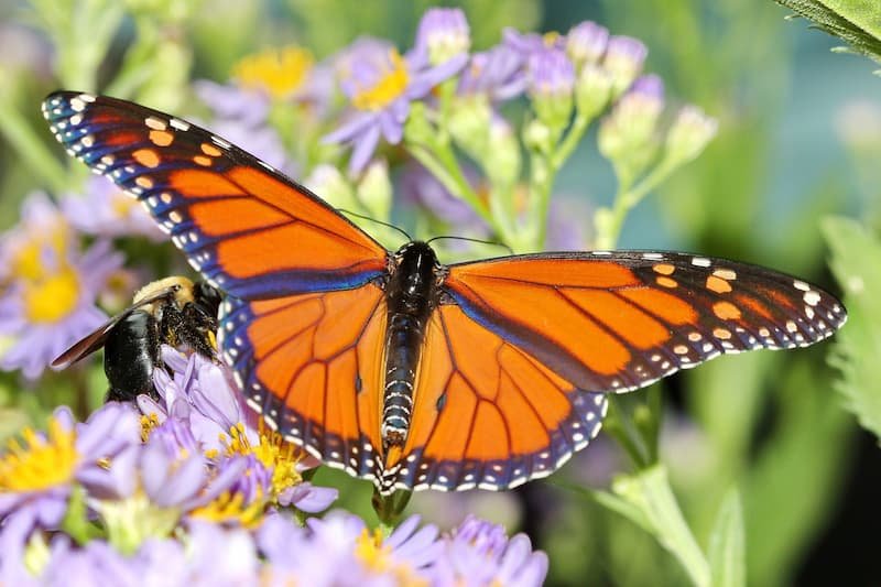 Monarch butterfly biosphere reserve