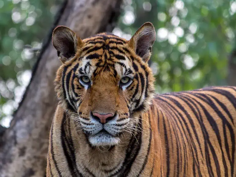 Ranthambore is one of the Worlds Most Amazing National Parks