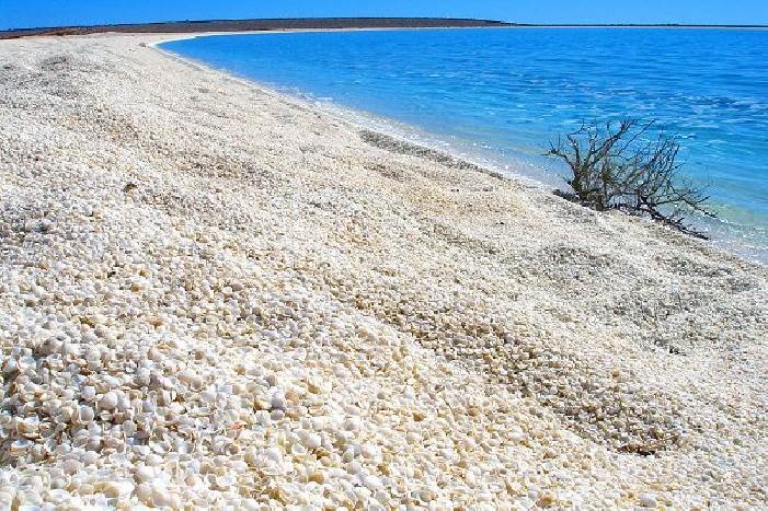 Shark_Bay_Shell_Beach