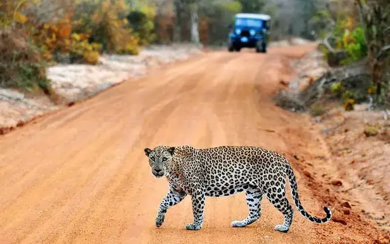 Yala is one of the Worlds Most Amazing National Parks