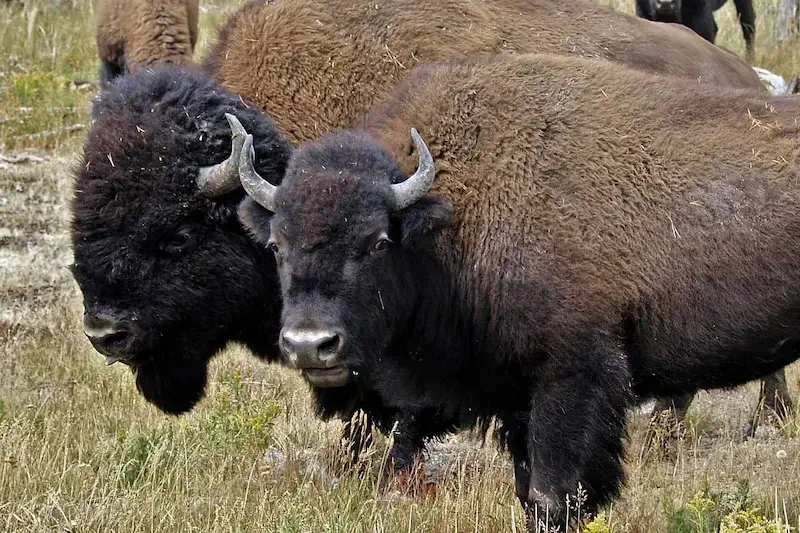 bison-south-dakota