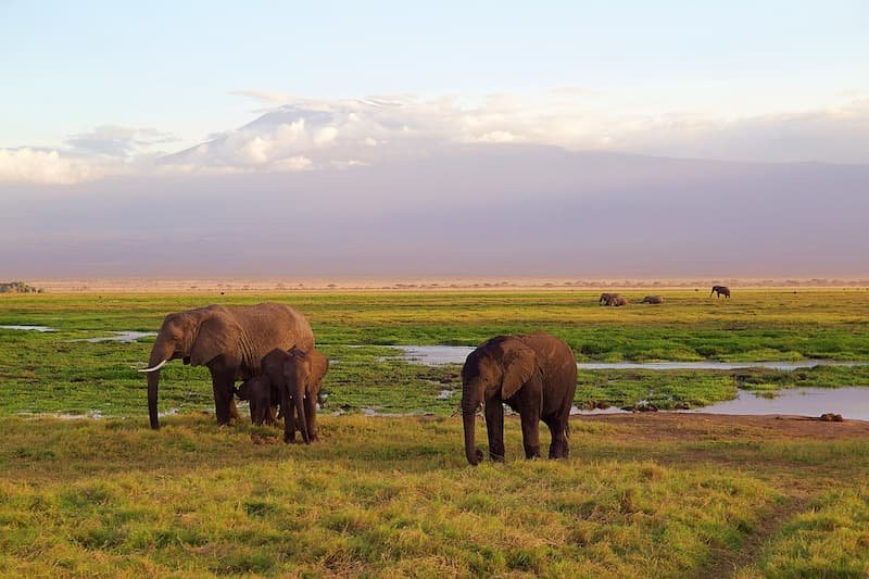 safari and elephants in South Africa