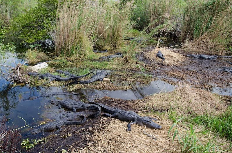 everglades by ecofriendly car
