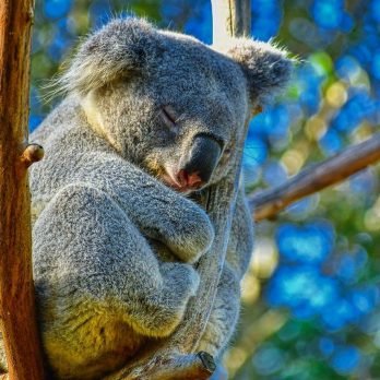 Koala sleeping in a tree