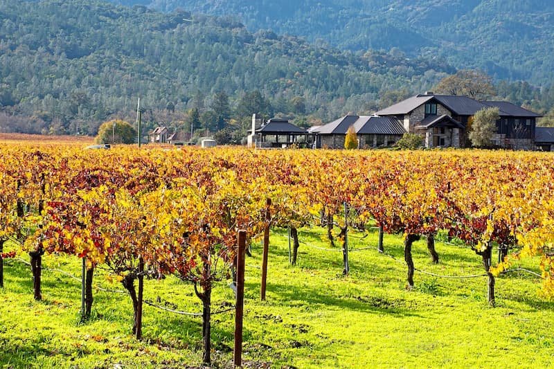 napa valley organic vinyeards