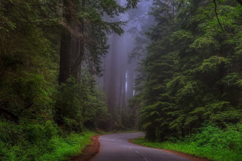 redwood by ecofriendly car