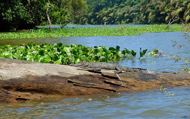 tortuguero-national-park-costa-rica